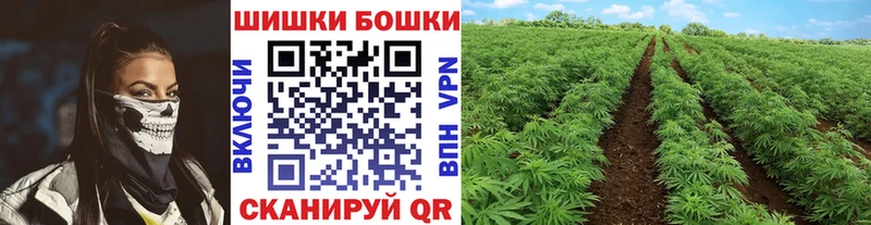 Бошки марихуана планчик  купить наркотик  Галич 